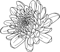 Bunga Krisan