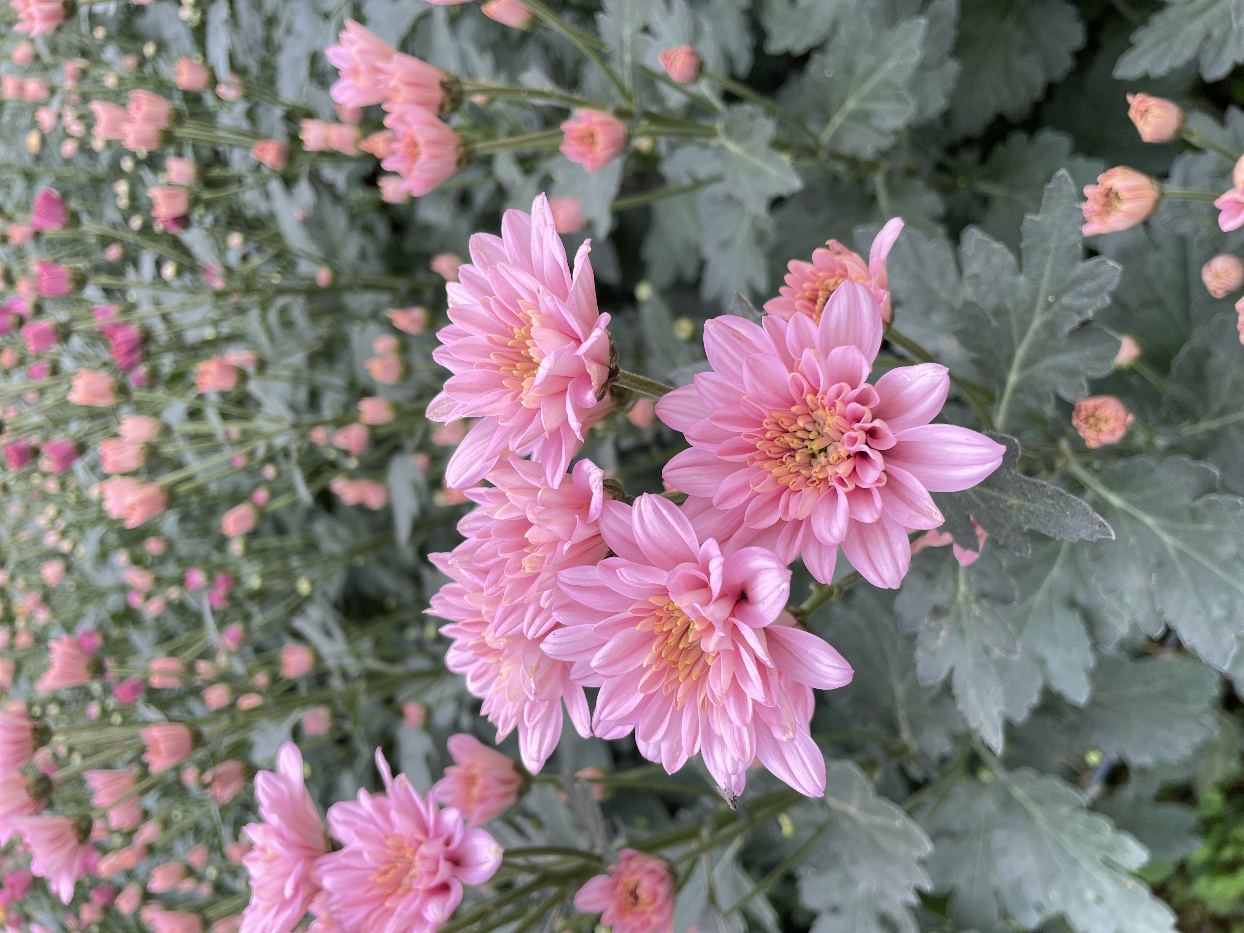 Nismara pink